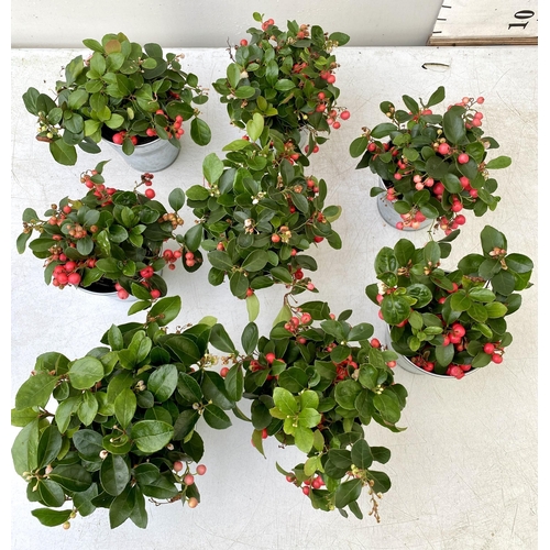 10 - EIGHT GAULTHERIA PERNYETTAS COVERED IN BERRIES IN DECORATIVE ALUMINIMUM PAILS. APPROX 25CM IN HEIGHT... 