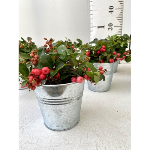 10 - EIGHT GAULTHERIA PERNYETTAS COVERED IN BERRIES IN DECORATIVE ALUMINIMUM PAILS. APPROX 25CM IN HEIGHT... 