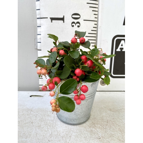 10 - EIGHT GAULTHERIA PERNYETTAS COVERED IN BERRIES IN DECORATIVE ALUMINIMUM PAILS. APPROX 25CM IN HEIGHT... 