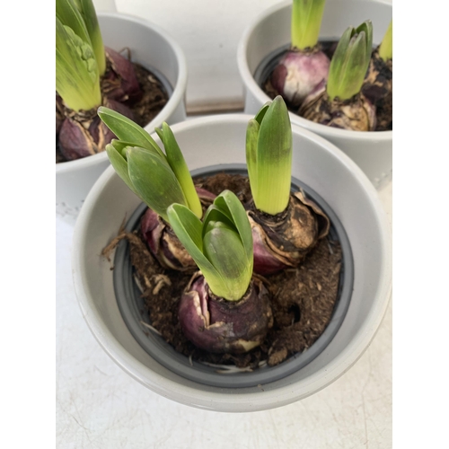 11 - THREE CERAMIC CHRISTMAS POTS CONTAINING THREE MIXED HYACINTH BULBS. POTS MEASURE 12CM IN HEIGHT 14CM... 