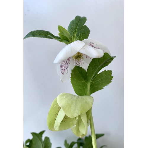 12 - TWO HELLEBOROUS ORIENTALIS IN THREE LITRE POTS 50CM TALL TO BE SOLD FOR THE TWO