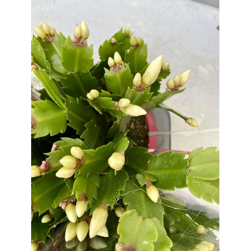 14 - EIGHT CHRISTMAS CACTUS SCHLUMBERGERA IN MIXED COLOURS. APPROX 30CM IN HEIGHT ON A TRAY IN 1.5 LTR PO... 