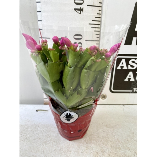 14 - EIGHT CHRISTMAS CACTUS SCHLUMBERGERA IN MIXED COLOURS. APPROX 30CM IN HEIGHT ON A TRAY IN 1.5 LTR PO... 