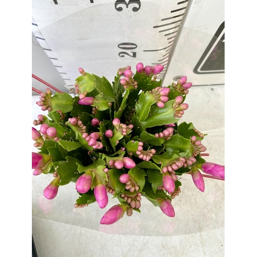 14 - EIGHT CHRISTMAS CACTUS SCHLUMBERGERA IN MIXED COLOURS. APPROX 30CM IN HEIGHT ON A TRAY IN 1.5 LTR PO... 