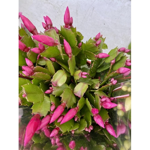 14 - EIGHT CHRISTMAS CACTUS SCHLUMBERGERA IN MIXED COLOURS. APPROX 30CM IN HEIGHT ON A TRAY IN 1.5 LTR PO... 