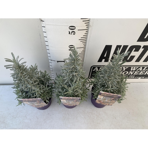 16 - THREE LAVENDER CHRISTMAS TREE PLANTS APPROX 50CM IN HEIGHT. IN 2 LTR POTS, TO BE SOLD FOR THE THREE