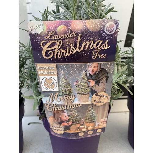 16 - THREE LAVENDER CHRISTMAS TREE PLANTS APPROX 50CM IN HEIGHT. IN 2 LTR POTS, TO BE SOLD FOR THE THREE