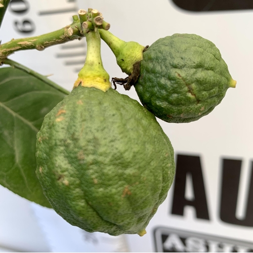 17 - A CITRUS LEMON FRUIT TREE WITH LEMONS APPROX 90CM IN HEIGHT. IN A 7 LTR POT. NO VAT