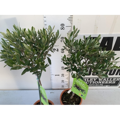 20 - TWO SMALL ITALIAN OLIVE OLEA TREES APPROX 90CM IN HEIGHT. IN 4 LTR POTS, TO BE SOLD FOR THE TWO NO V... 