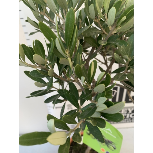 20 - TWO SMALL ITALIAN OLIVE OLEA TREES APPROX 90CM IN HEIGHT. IN 4 LTR POTS, TO BE SOLD FOR THE TWO NO V... 