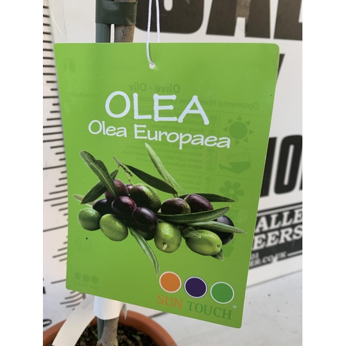 20 - TWO SMALL ITALIAN OLIVE OLEA TREES APPROX 90CM IN HEIGHT. IN 4 LTR POTS, TO BE SOLD FOR THE TWO NO V... 