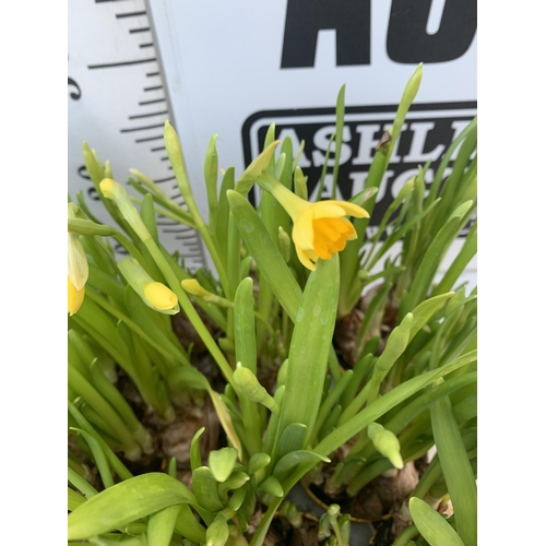 21 - TWELVE FLOWERING NARCISSUS TETE A TETE DAFFODILS IN 8CM YELLOW POTS. APPROX 30CM IN HEIGHT ON A TRAY... 