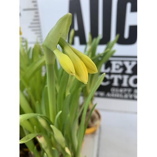 21 - TWELVE FLOWERING NARCISSUS TETE A TETE DAFFODILS IN 8CM YELLOW POTS. APPROX 30CM IN HEIGHT ON A TRAY... 