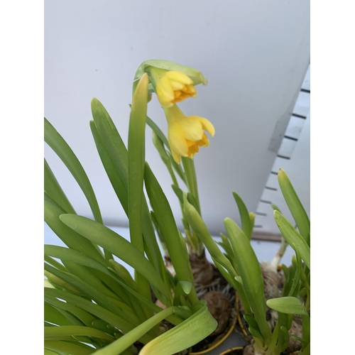 21 - TWELVE FLOWERING NARCISSUS TETE A TETE DAFFODILS IN 8CM YELLOW POTS. APPROX 30CM IN HEIGHT ON A TRAY... 