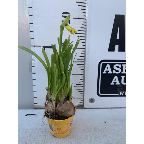 21 - TWELVE FLOWERING NARCISSUS TETE A TETE DAFFODILS IN 8CM YELLOW POTS. APPROX 30CM IN HEIGHT ON A TRAY... 