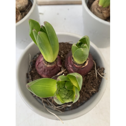 22 - THREE CERAMIC CHRISTMAS POTS CONTAINING THREE MIXED HYACINTH BULBS. POTS MEASURE 12CM IN HEIGHT 14CM... 