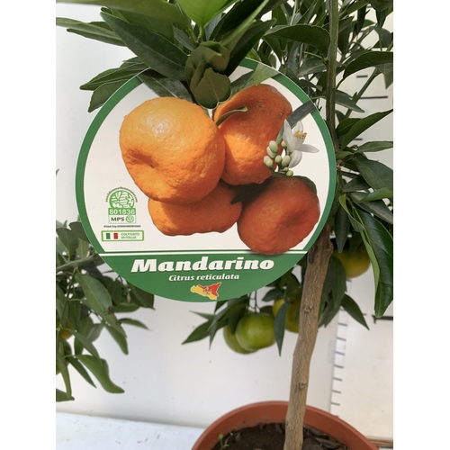 23 - TWO CITRUS STANDARD FRUIT TREES WITH FRUIT. ONE CALAMONDINO MANDARIN ORANGE TREE AND ONE ARANCIO ORA... 