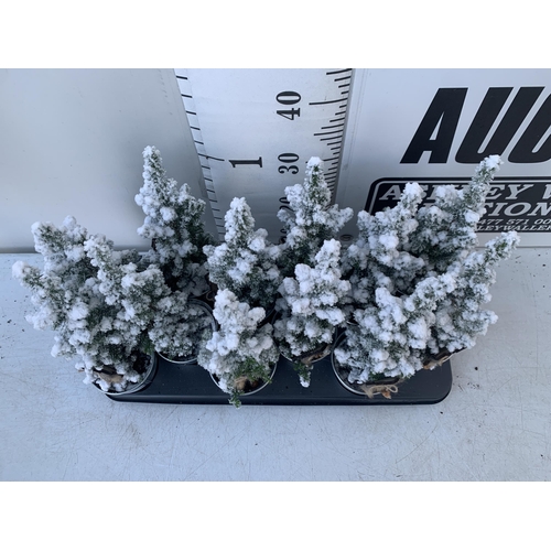 25 - TWELVE CHRISTMAS CYPRESS CONIFERS WITH SNOW EFFECT IN 9CM ZINC PAILS WITH CHRISTMAS ACCESSORIES. APP... 