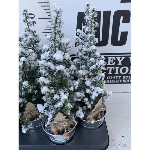 25 - TWELVE CHRISTMAS CYPRESS CONIFERS WITH SNOW EFFECT IN 9CM ZINC PAILS WITH CHRISTMAS ACCESSORIES. APP... 