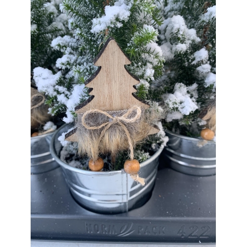 25 - TWELVE CHRISTMAS CYPRESS CONIFERS WITH SNOW EFFECT IN 9CM ZINC PAILS WITH CHRISTMAS ACCESSORIES. APP... 