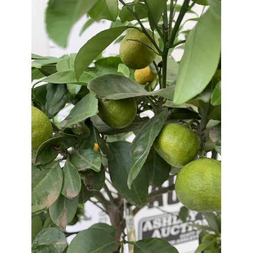 29 - ONE PURSHA LIME CITRUS TREE WITH FRUIT. APPROX 90CM IN HEIGHT IN A 7 LTR POT. NO VAT