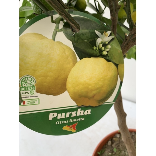 29 - ONE PURSHA LIME CITRUS TREE WITH FRUIT. APPROX 90CM IN HEIGHT IN A 7 LTR POT. NO VAT