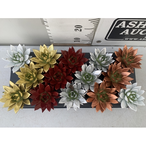 3 - FOURTEEN CHRISTMAS COLOURED ECHEVERIA SUCCULENT PLANTS ON A TRAY. TO BE SOLD FOR THE FOURTEEN