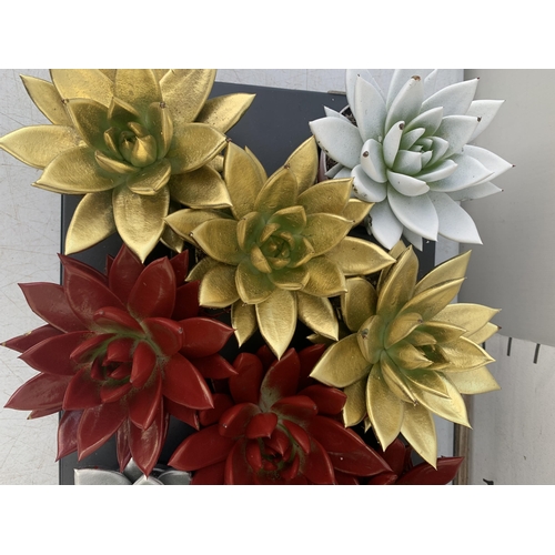 3 - FOURTEEN CHRISTMAS COLOURED ECHEVERIA SUCCULENT PLANTS ON A TRAY. TO BE SOLD FOR THE FOURTEEN