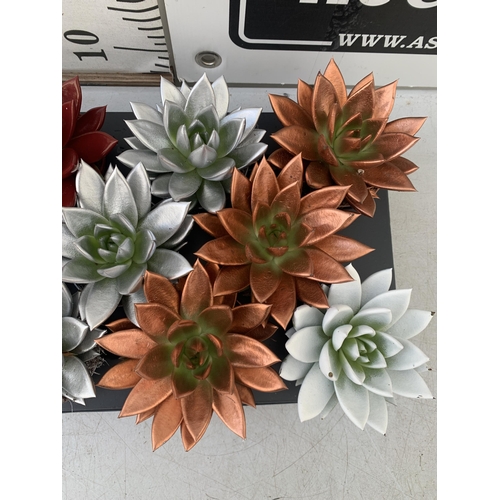 3 - FOURTEEN CHRISTMAS COLOURED ECHEVERIA SUCCULENT PLANTS ON A TRAY. TO BE SOLD FOR THE FOURTEEN