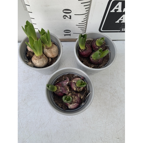 31 - THREE CERAMIC CHRISTMAS POTS CONTAINING THREE MIXED HYACINTH BULBS. POTS MEASURE 12CM IN HEIGHT 14CM... 