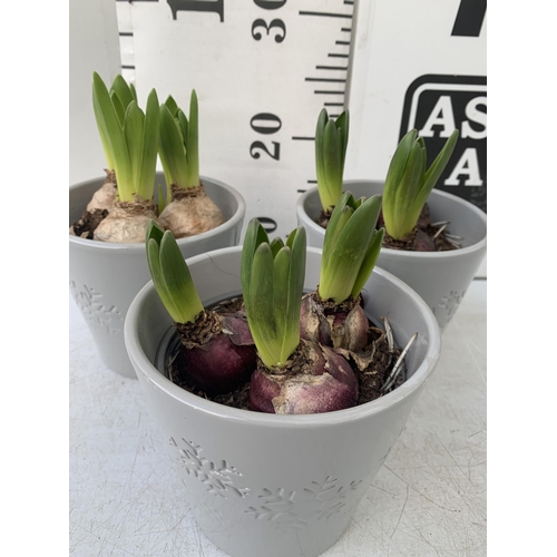 31 - THREE CERAMIC CHRISTMAS POTS CONTAINING THREE MIXED HYACINTH BULBS. POTS MEASURE 12CM IN HEIGHT 14CM... 