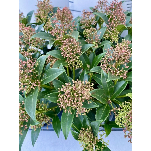 33 - SIX RED SKIMMIA JAPONICA 'GODRIE'S DWARF' IN 1.5 LTR POTS ON A TRAY. APPROX 40CM IN HEIGHT TO BE SOL... 