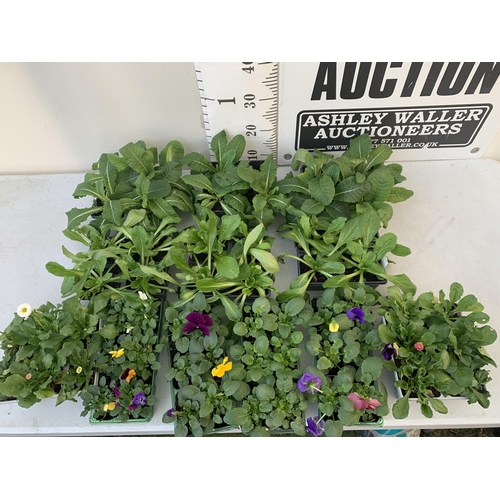 34 - MIXED LOT OF SIXTY BEDDING PLANTS TO INCLUDE WINTER PANSIES, BELLIS AND PRIMULAS TO BE SOLD FOR THE ... 