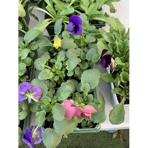 34 - MIXED LOT OF SIXTY BEDDING PLANTS TO INCLUDE WINTER PANSIES, BELLIS AND PRIMULAS TO BE SOLD FOR THE ... 