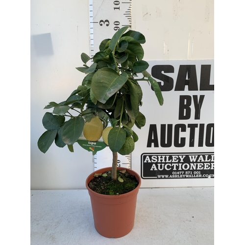 359 - A CITRUS LEMON LIPO FRUIT TREE WITH LEMONS APPROX 90CM IN HEIGHT. IN A 7 LTR POT. NO VAT