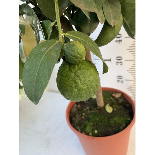 359 - A CITRUS LEMON LIPO FRUIT TREE WITH LEMONS APPROX 90CM IN HEIGHT. IN A 7 LTR POT. NO VAT