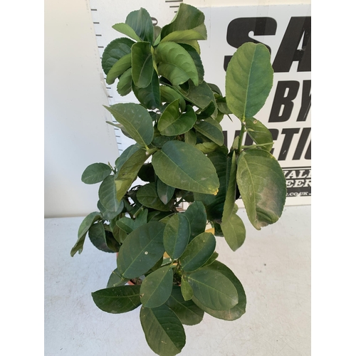 359 - A CITRUS LEMON LIPO FRUIT TREE WITH LEMONS APPROX 90CM IN HEIGHT. IN A 7 LTR POT. NO VAT