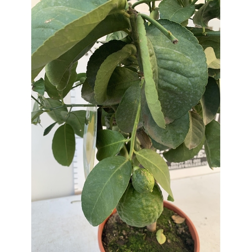 359 - A CITRUS LEMON LIPO FRUIT TREE WITH LEMONS APPROX 90CM IN HEIGHT. IN A 7 LTR POT. NO VAT