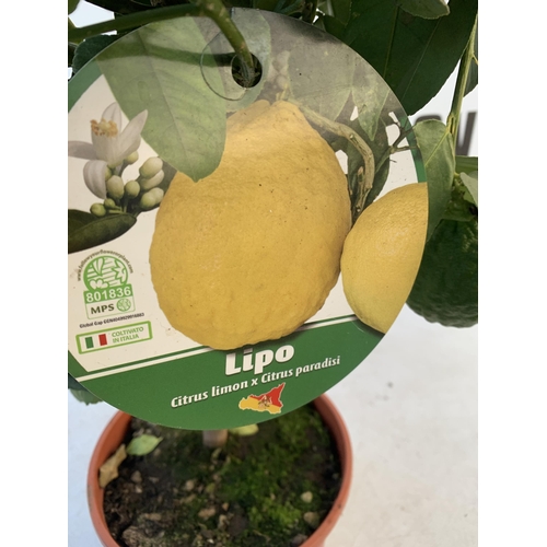 359 - A CITRUS LEMON LIPO FRUIT TREE WITH LEMONS APPROX 90CM IN HEIGHT. IN A 7 LTR POT. NO VAT