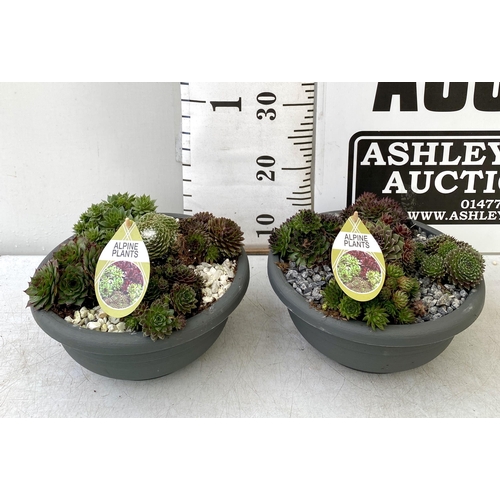 36 - TWO SHALLOW DECORATIVE BOWLS FILLED WITH ALPINE PLANTS - SEMPERVIVUMS ETC AND COLOURED GRAVEL. BOWLS... 