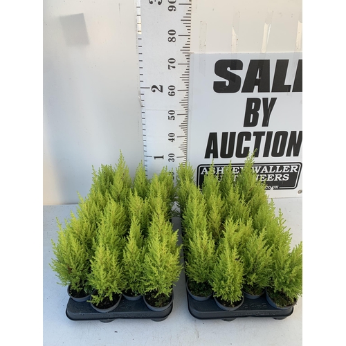 360 - FORTY EIGHT CUPRESSUS CONIFERS 'WILMA' IN 7CM POTS ON A TRAY. APPROX 30-40CM IN HEIGHT. TO BE SOLD F... 