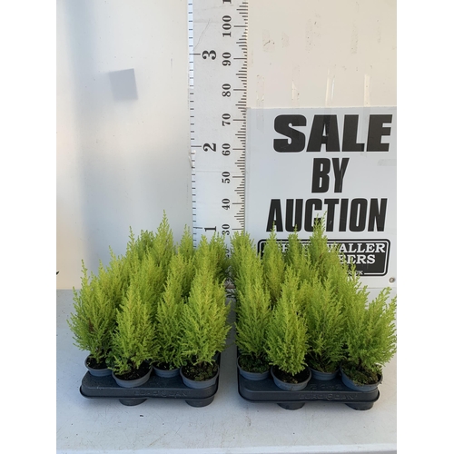 360 - FORTY EIGHT CUPRESSUS CONIFERS 'WILMA' IN 7CM POTS ON A TRAY. APPROX 30-40CM IN HEIGHT. TO BE SOLD F... 