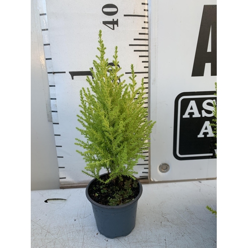 360 - FORTY EIGHT CUPRESSUS CONIFERS 'WILMA' IN 7CM POTS ON A TRAY. APPROX 30-40CM IN HEIGHT. TO BE SOLD F... 