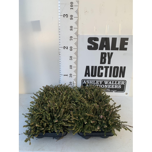 361 - TWENTY MIXED HEATHER PLANTS ON TWO TRAYS. APPROX 20CM IN HEIGHT TO BE SOLD FOR THE TWENTY