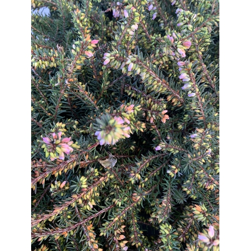 361 - TWENTY MIXED HEATHER PLANTS ON TWO TRAYS. APPROX 20CM IN HEIGHT TO BE SOLD FOR THE TWENTY