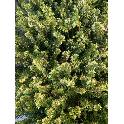 362 - TWENTY MIXED HEATHER PLANTS ON TWO TRAYS. APPROX 20CM IN HEIGHT TO BE SOLD FOR THE TWENTY