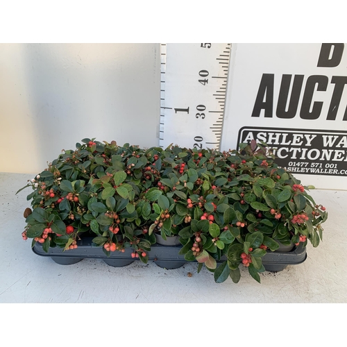 363 - FIFTEEN GAULTHERIA BIG BERRY IN 9CM POTS. APPROX 20CM IN HEIGHT ON A TRAY TO BE SOLD FOR THE FIFTEEN