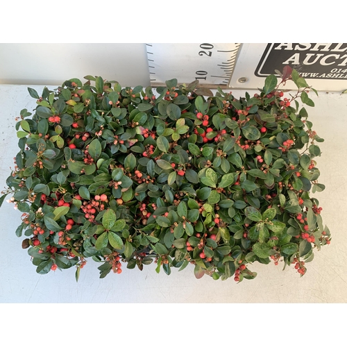 363 - FIFTEEN GAULTHERIA BIG BERRY IN 9CM POTS. APPROX 20CM IN HEIGHT ON A TRAY TO BE SOLD FOR THE FIFTEEN