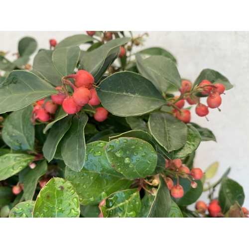 363 - FIFTEEN GAULTHERIA BIG BERRY IN 9CM POTS. APPROX 20CM IN HEIGHT ON A TRAY TO BE SOLD FOR THE FIFTEEN