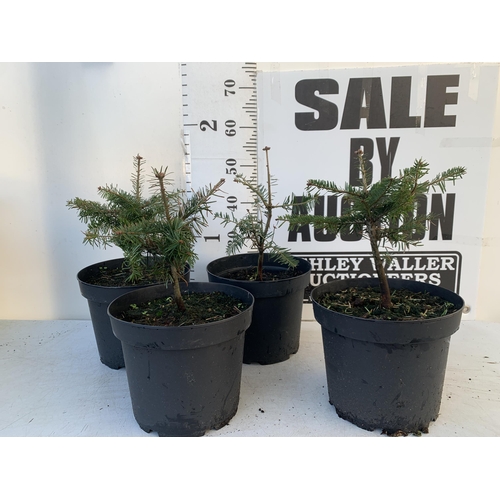 364 - FOUR MINI CHRISTMAS TREES NORDMANN FIR 'ABIES NORDMANNIANA' IN 7 LTR POTS APPROX 60CM IN HEIGHT TO B... 